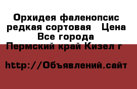 Орхидея фаленопсис редкая сортовая › Цена ­ 800 - Все города  »    . Пермский край,Кизел г.